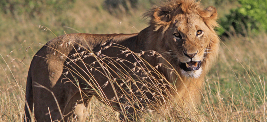 7 Days Discover Kenya Safari