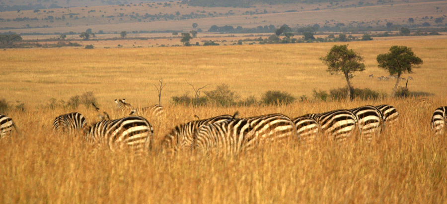 7 Days Kenya Wildlife Safari