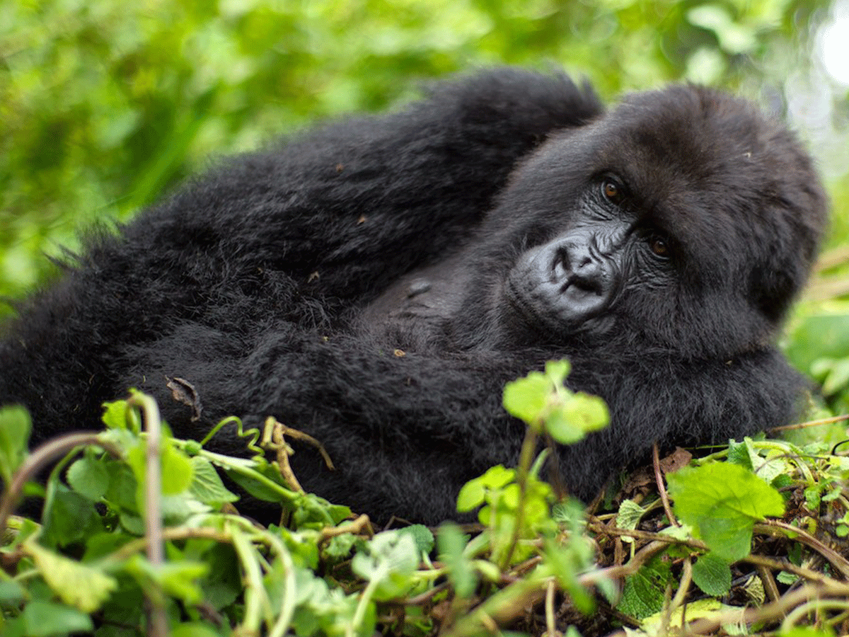 8 Days Congo Lowland Gorillas and Rwanda Safari
