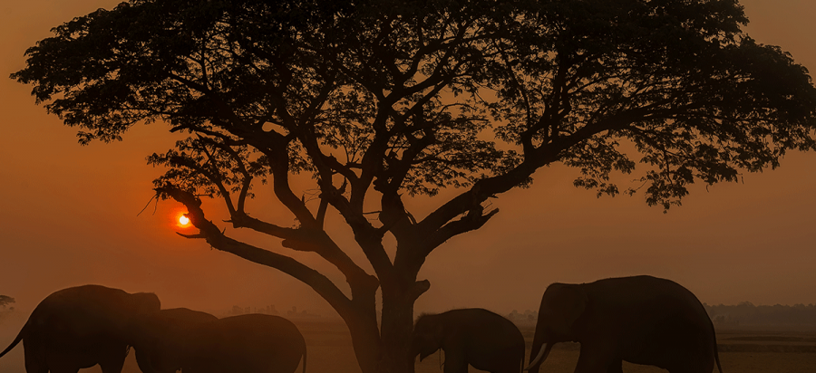 8 Days Tanzania Wildlife Safari