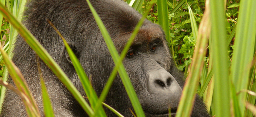 9 Days Congo Lowland Gorillas and Lake Kivu Safari