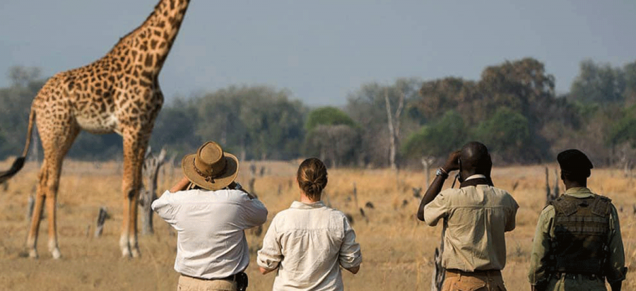 9 Days Zambia wildlife safari