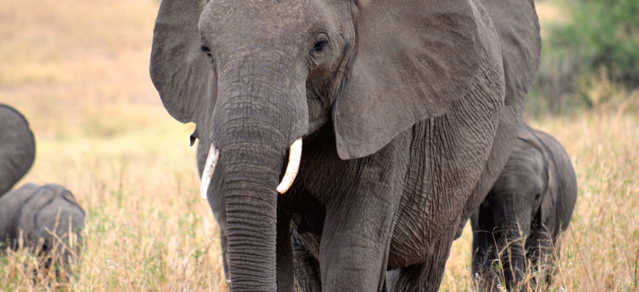 10 Days Botswana Wildlife and Victoria Falls Safari
