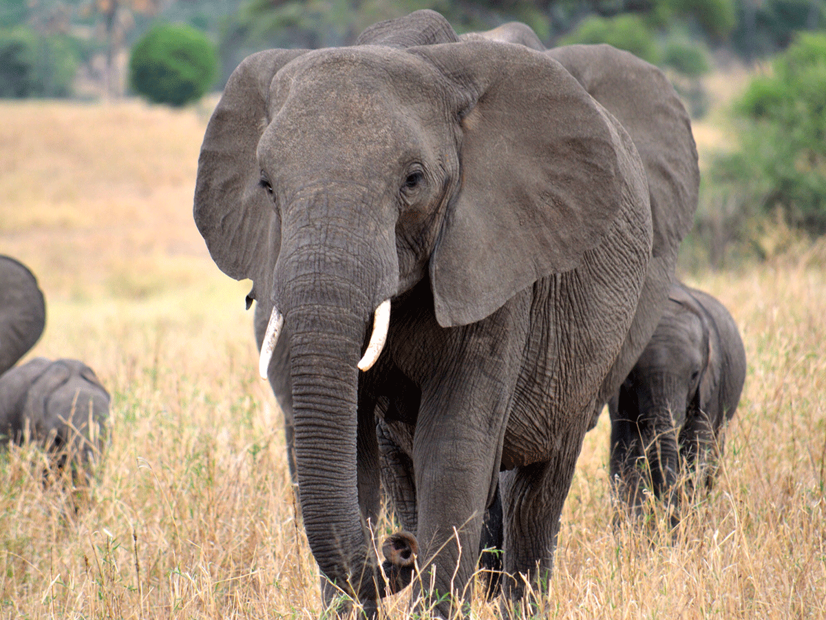 10 Days Botswana wildlife and Victoria falls safari