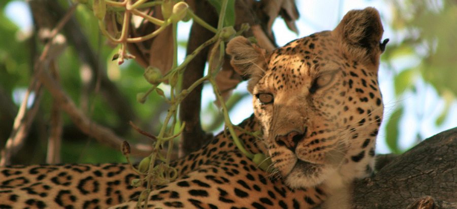 10 Days Ultimate Botswana wildlife safari holiday