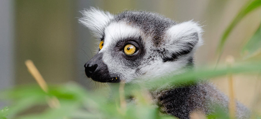 12 Days Budget Madagascar Lemur trekking safari