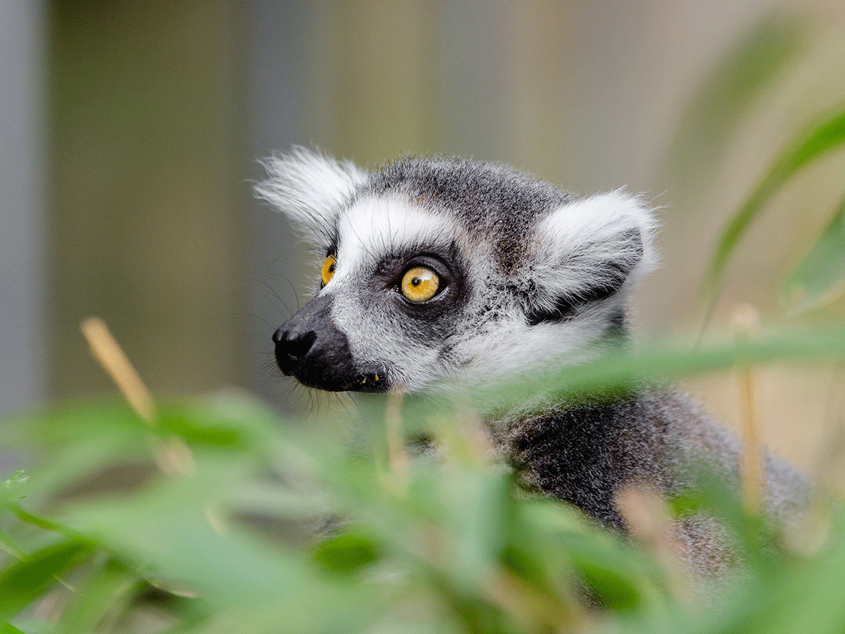 12 Days Budget Madagascar Lemur Trekking Safari