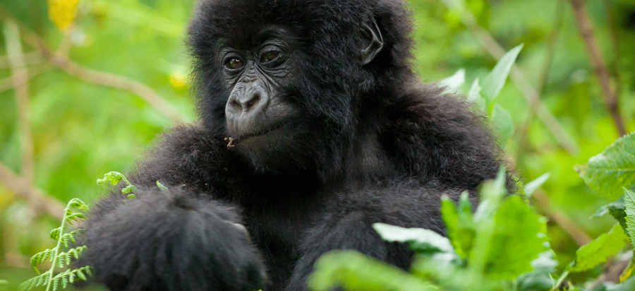 13 Days Madagascar wildlife and Rwanda gorilla safari