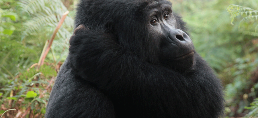 14 Days Madagascar Wildlife and Uganda Gorilla Safari