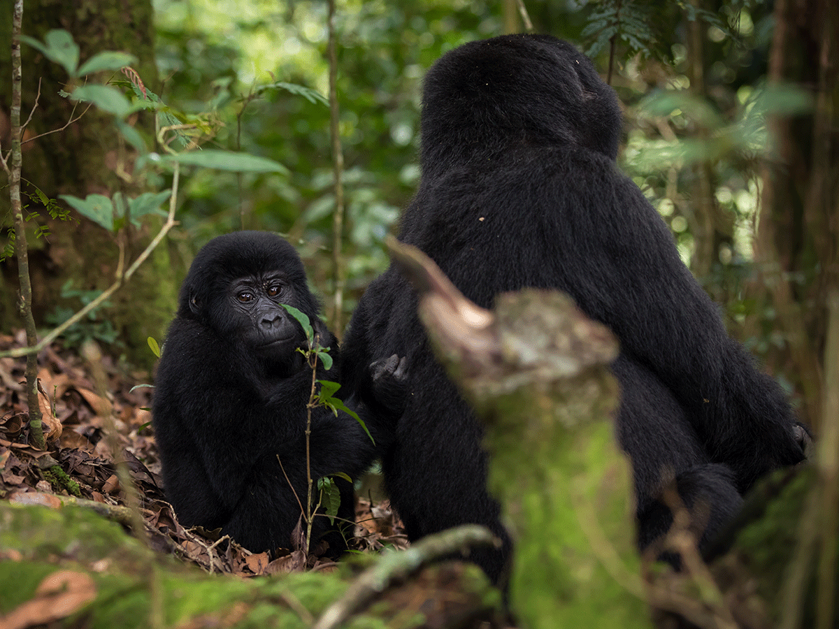 15 Days Seychelles, Rwanda, Uganda Gorilla Safari Holiday
