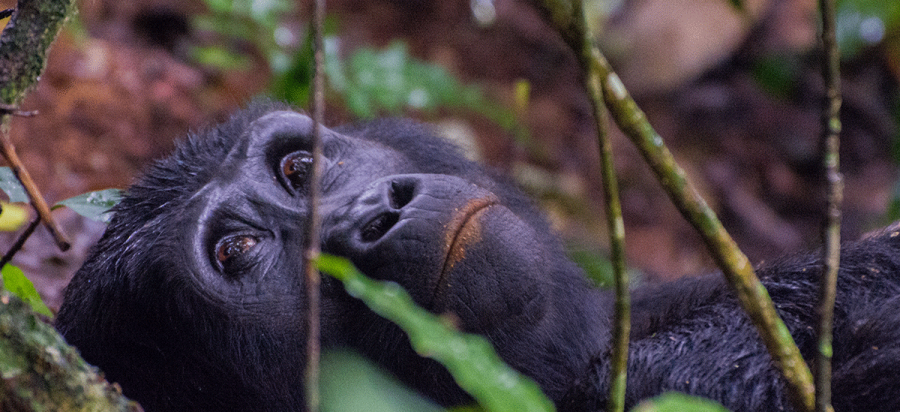 2 Days Luxury Uganda Gorilla Safari Holiday Via Kigali