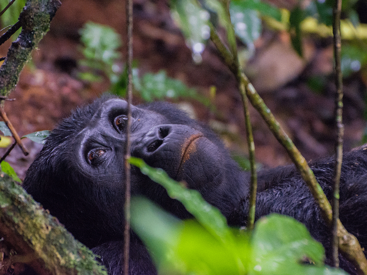 2 Days Luxury Uganda Gorilla Safari Holiday Via Kigali