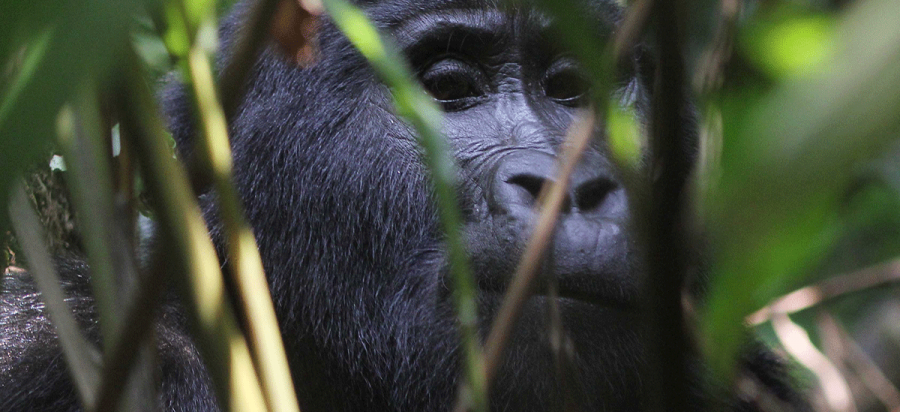 2 Days Short Luxury Rwanda Gorilla Safaris