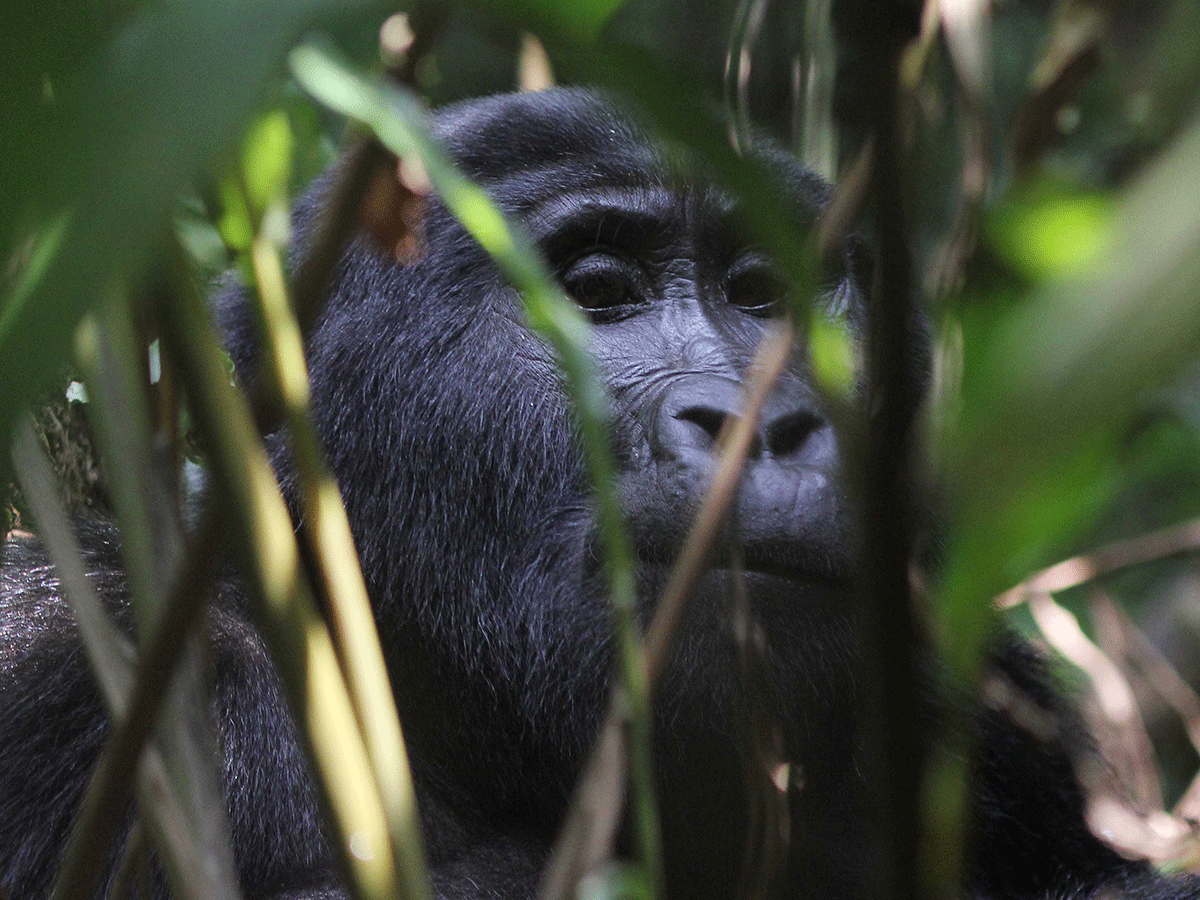 2 Days Short Luxury Rwanda Gorilla Safaris