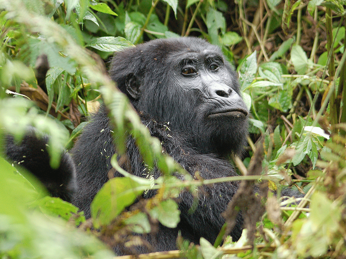 3 Day Bwindi Gorilla Habituation Safari