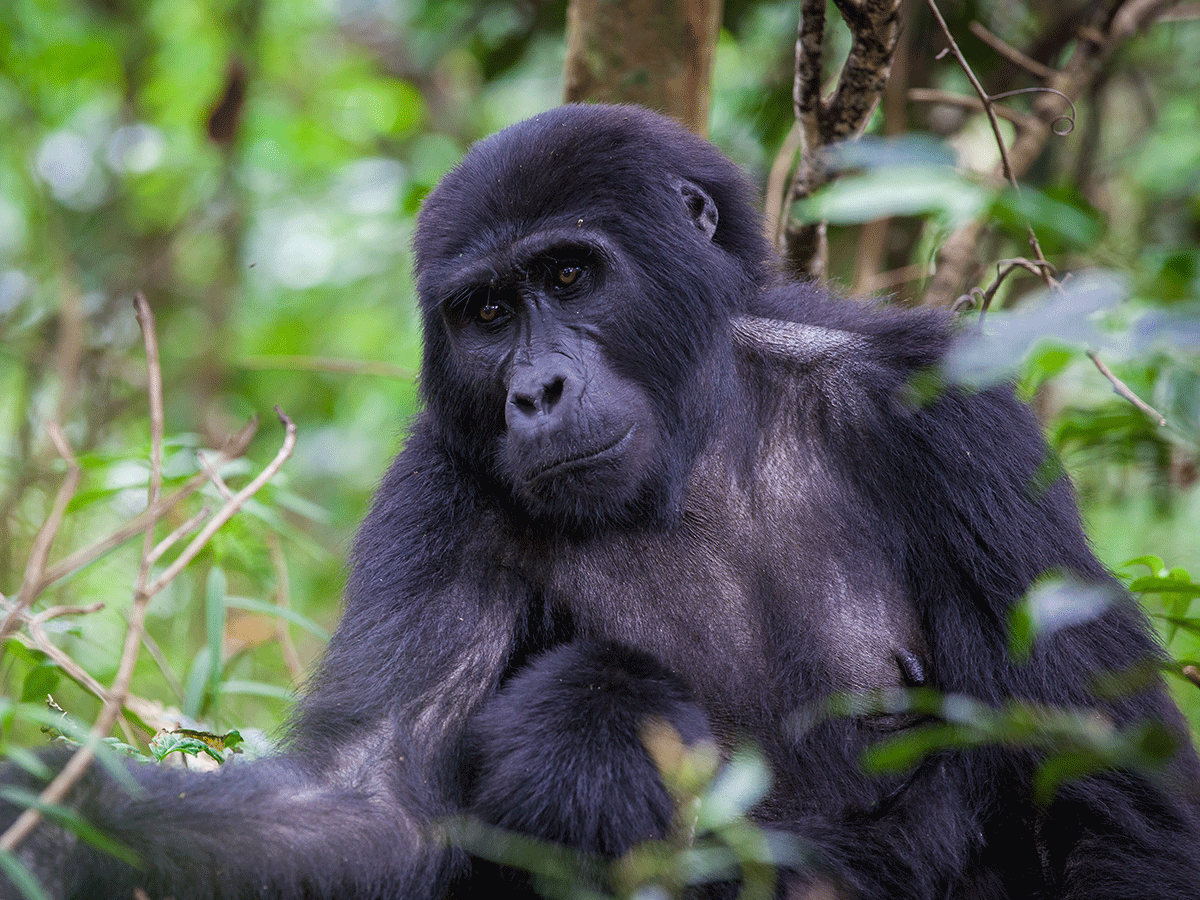 3 Days Budget Bwindi Gorilla Trekking Safari