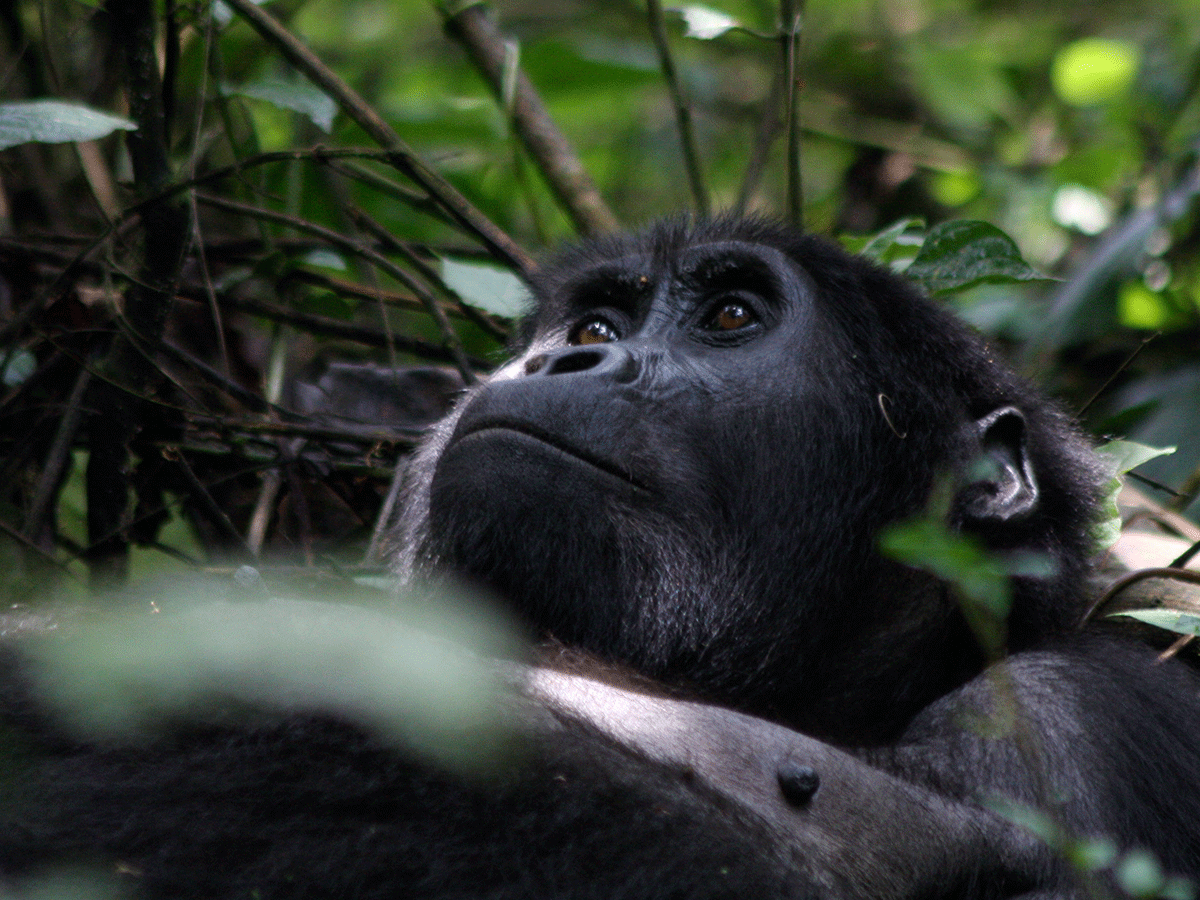 3 Days Bwindi Gorilla Trekking Safari from Kigali