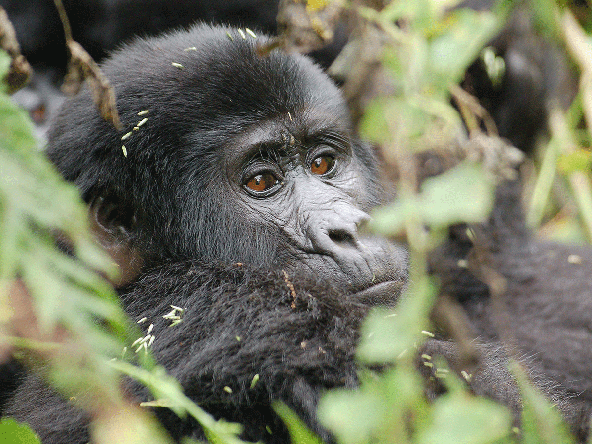 3 Days Private Rwanda Gorilla Safari