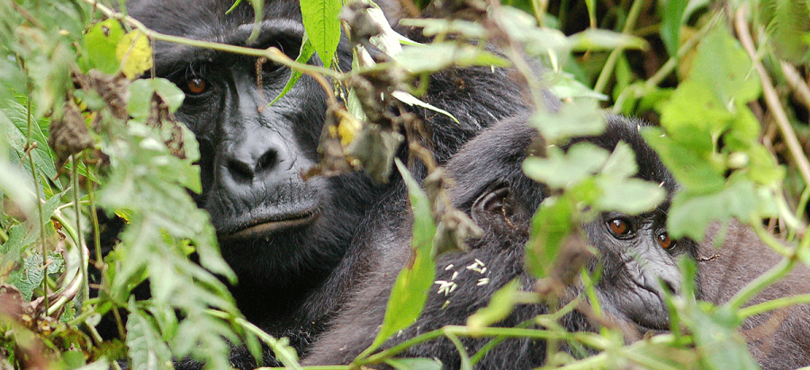 3 Days Luxury Uganda Gorilla Fly in Safari