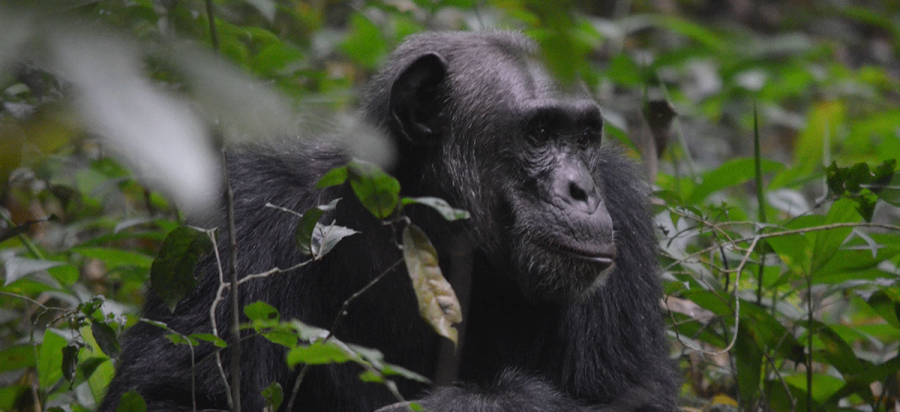 3 Days Chimpanzee Trekking in Uganda