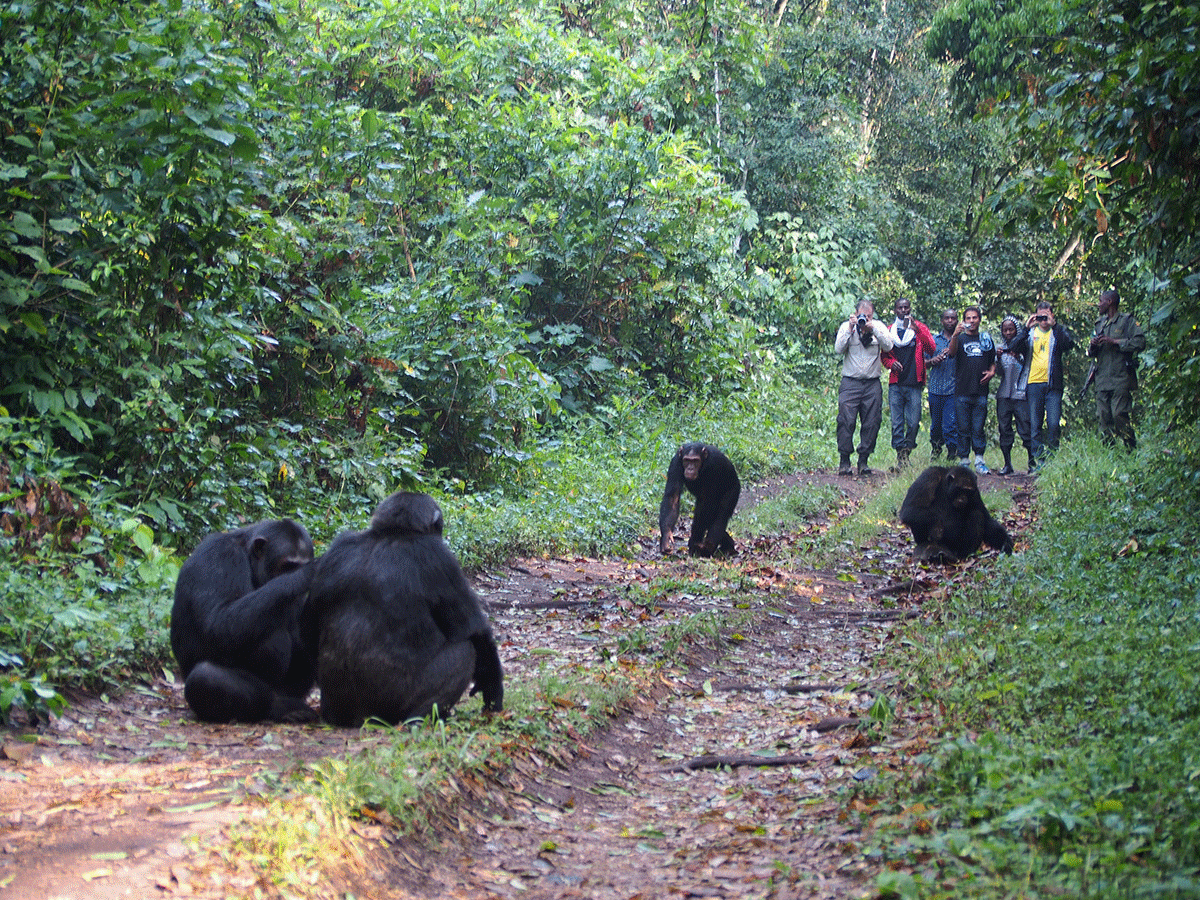 4 Days Uganda Chimpanzee Trekking and Birding Safari