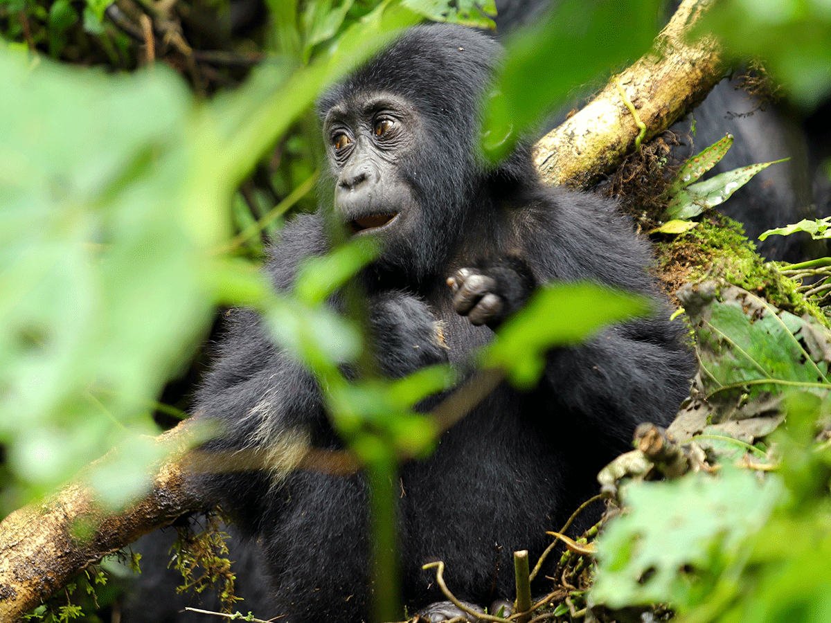 5 Days Luxury Uganda Gorilla Safari Holiday Via Kigali