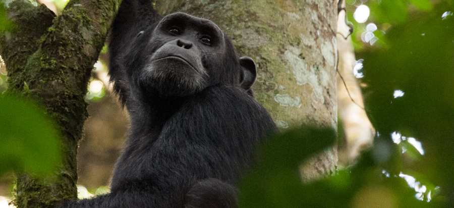 5 Days Uganda Gorillas and Chimpanzee Habituation Safari