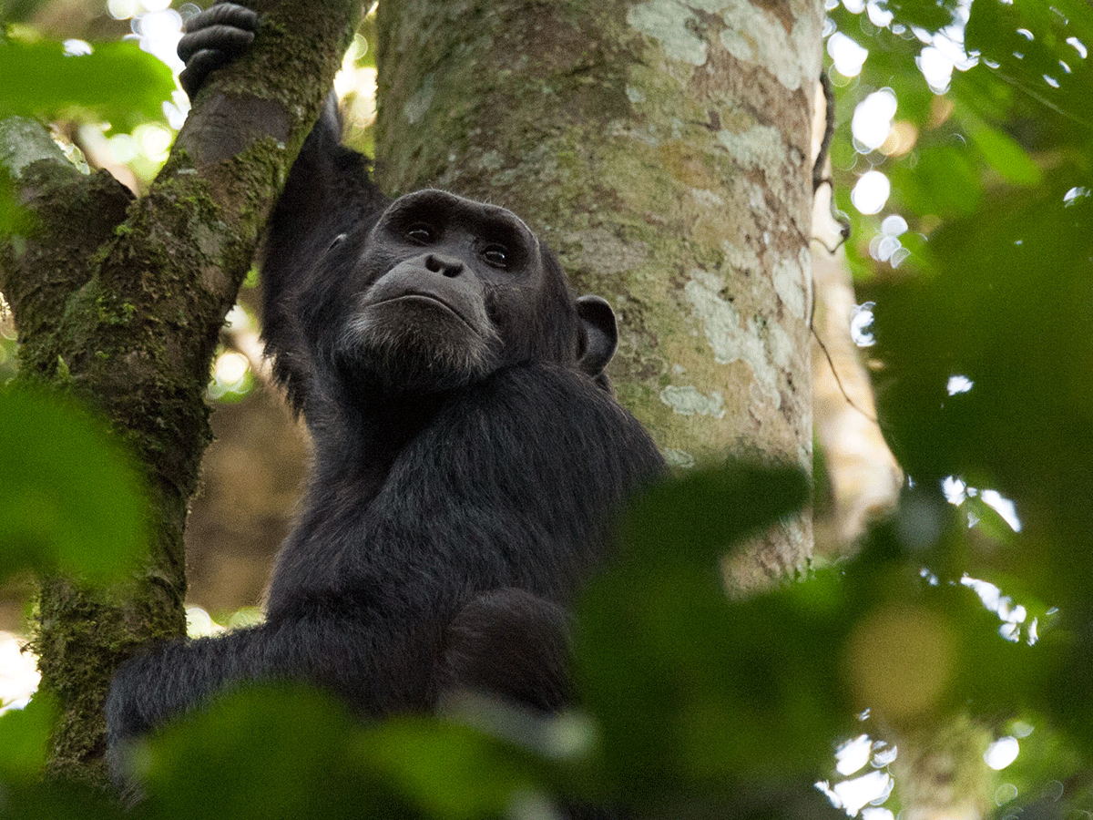 5 Days Uganda Gorillas and Chimpanzee Habituation Safari