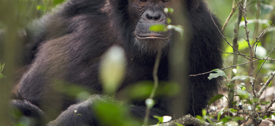 6 Days Luxury Uganda Gorillas and Chimpanzees Safari