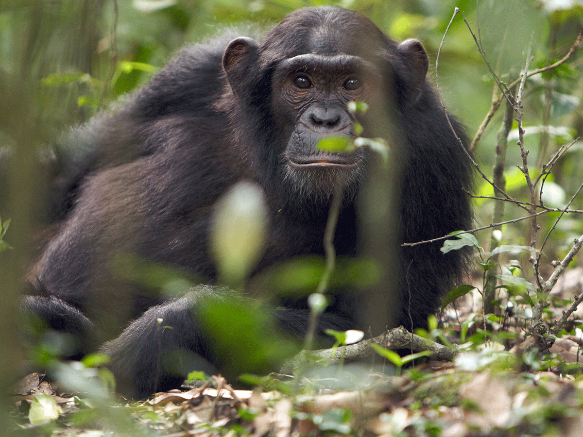 6 Days Luxury Uganda Gorillas and Chimpanzees Safari