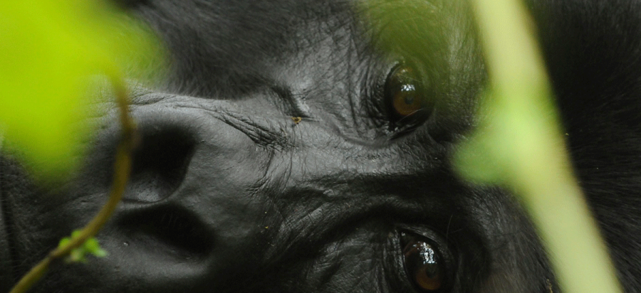 7 Days private Rwanda Double Trek Gorilla Safari
