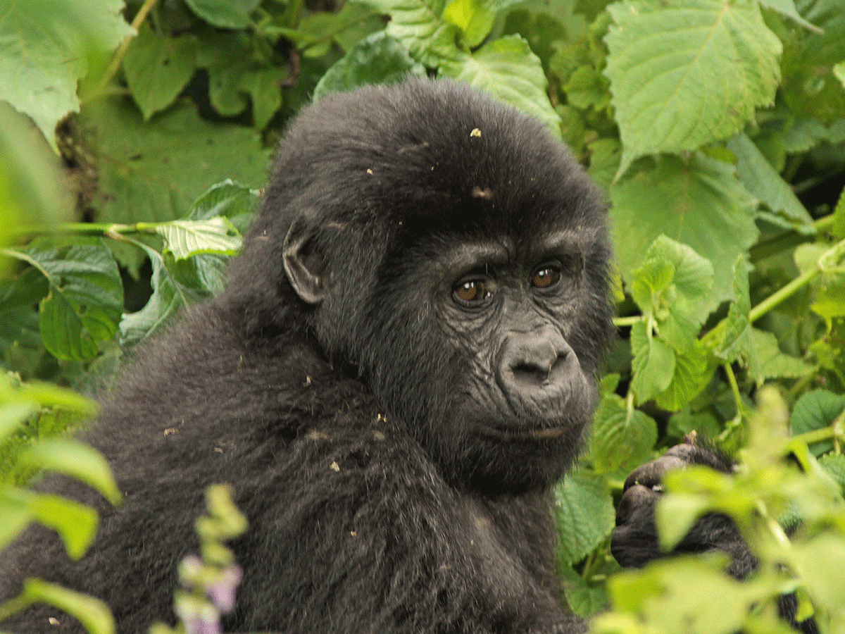 8 Days Budget Nyiragongo Hike and Congo Gorillas