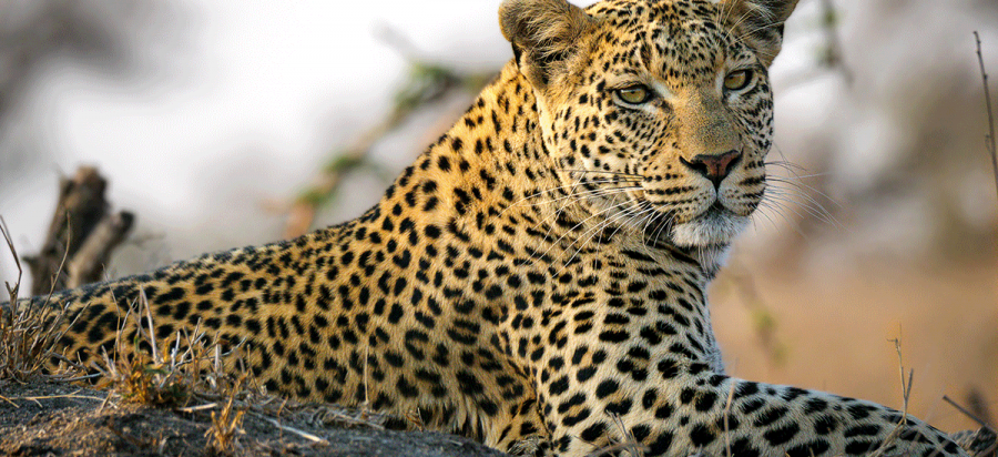 8 Days Luxury MalaMala and Cape Town Safari