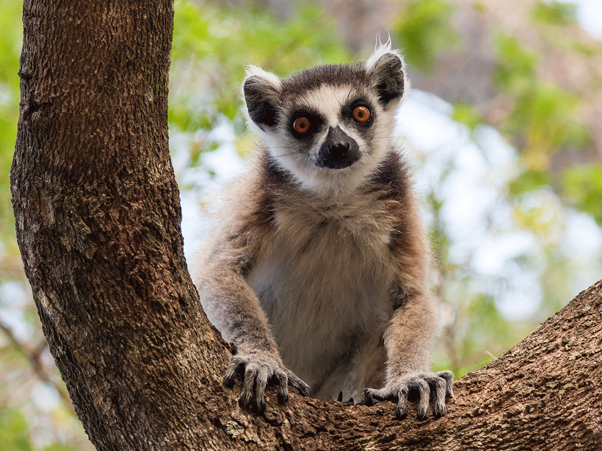 8 Days Madagascar Hiking, Wildlife and Beach Safari