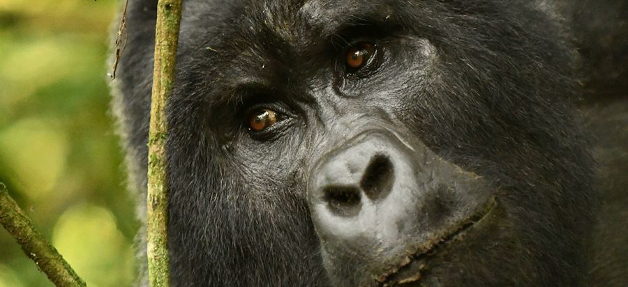 9 Days Uganda Chimpanzees, Gorillas & Wildlife Safaris