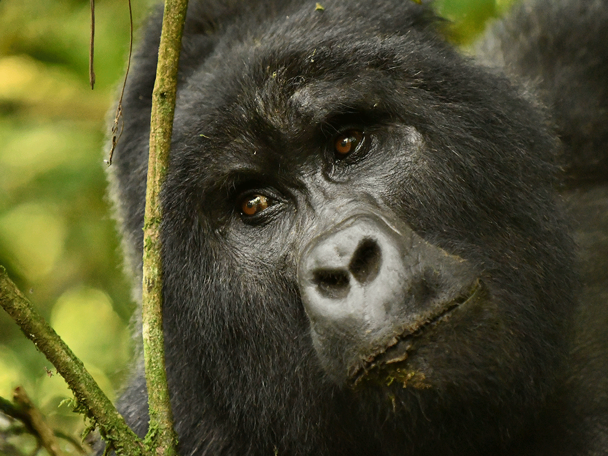 9 Days Uganda Chimpanzees, Gorillas & Wildlife Safaris
