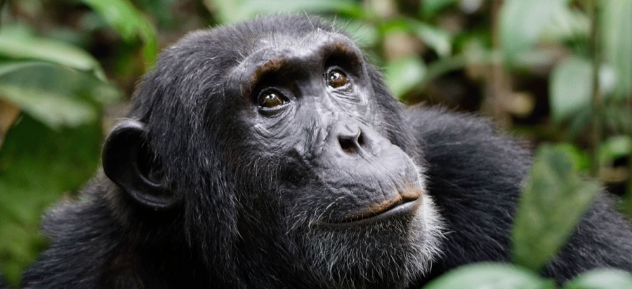 Chimpanzee trekking in Uganda Kibale Safari