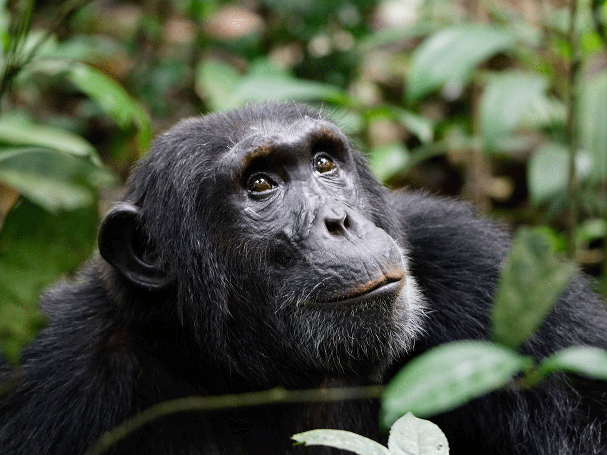 Chimpanzee Trekking in Uganda Kibale Safari