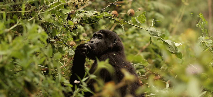 Gorilla trekking in Uganda Bwindi Africa safari