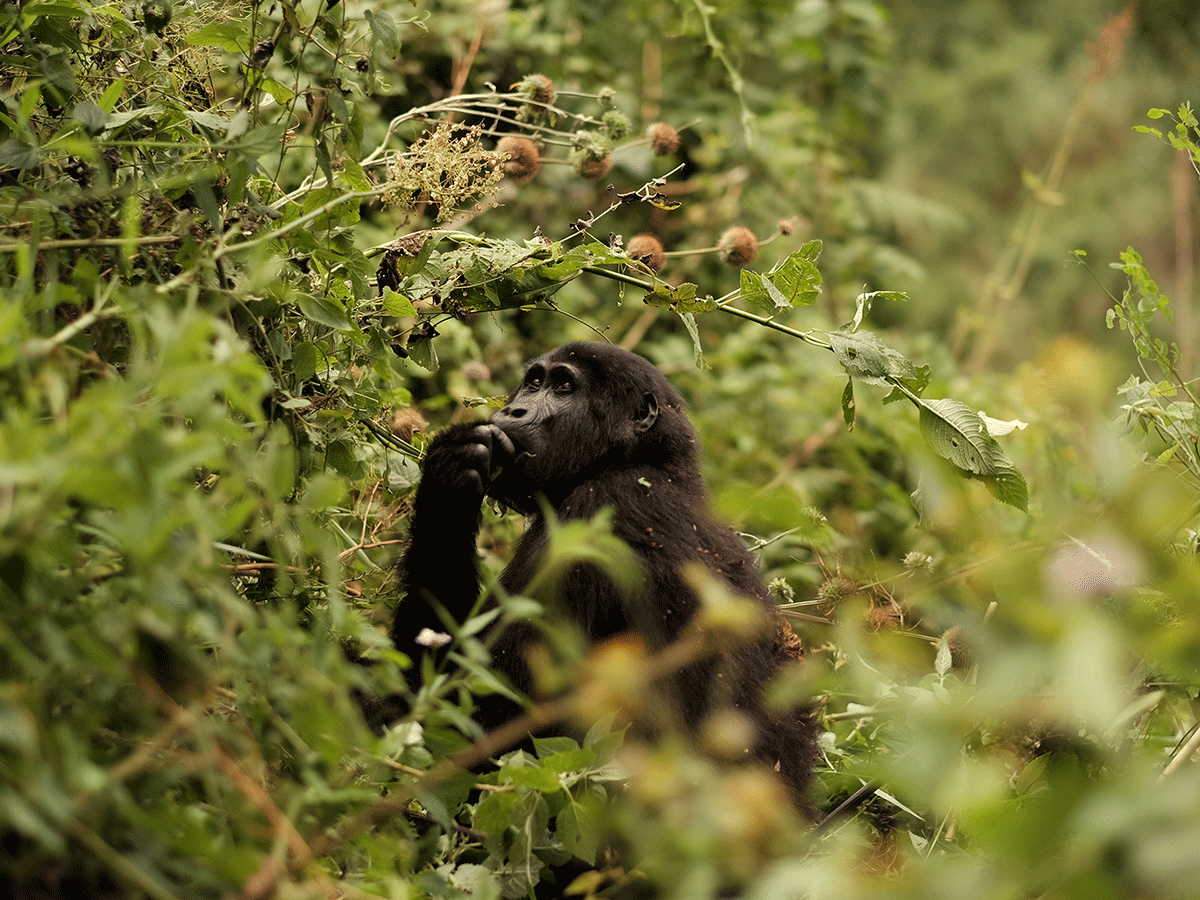 Gorilla Trekking in Uganda Bwindi Africa Safari