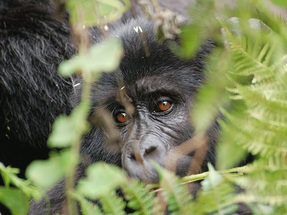 Luxury Rwanda Gorilla Trekking Safaris