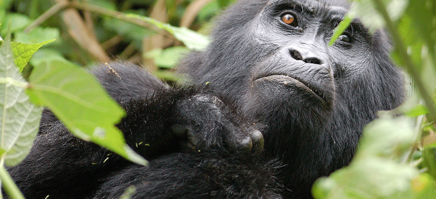 10 Days Budget Gorillas, Wildlife and Lake Bunyonyi Safari
