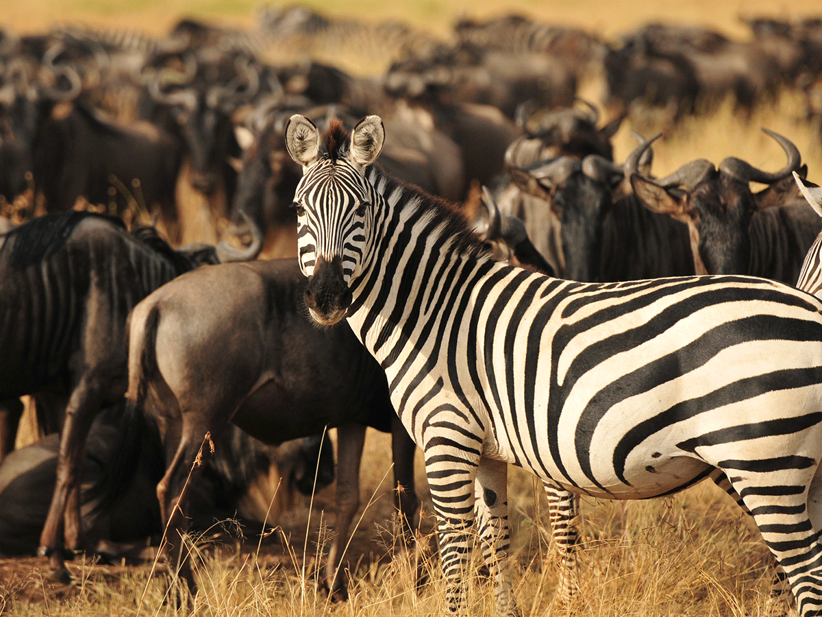 10 Days Tanzania and Kenya Wildebeest Migration Safari