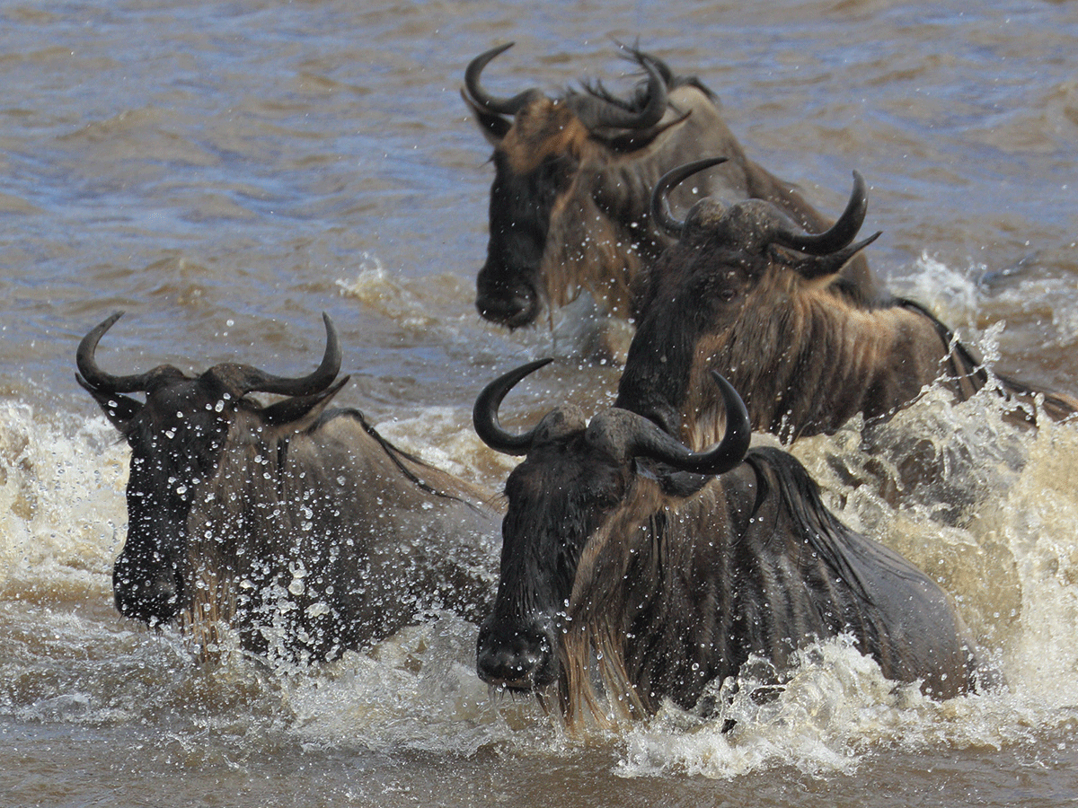14 Days Masai Mara and Serengeti Wildebeest Migration Safari