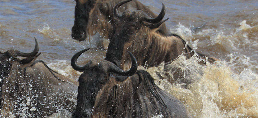 14 Days Filming Kenya and Tanzania Wildebeest Migration