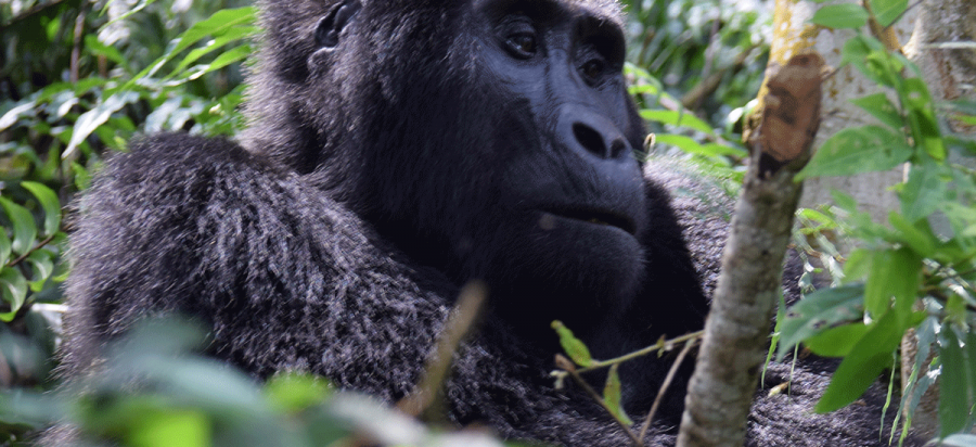 15 Days Tanzania, Kenya Wildebeest Migration and Uganda Gorilla Safari