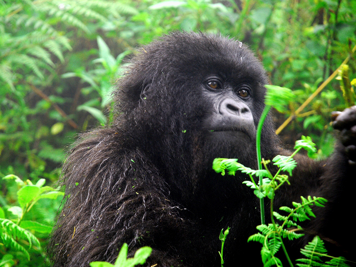 4 Days Congo Gorilla Trekking Safari via Rwanda