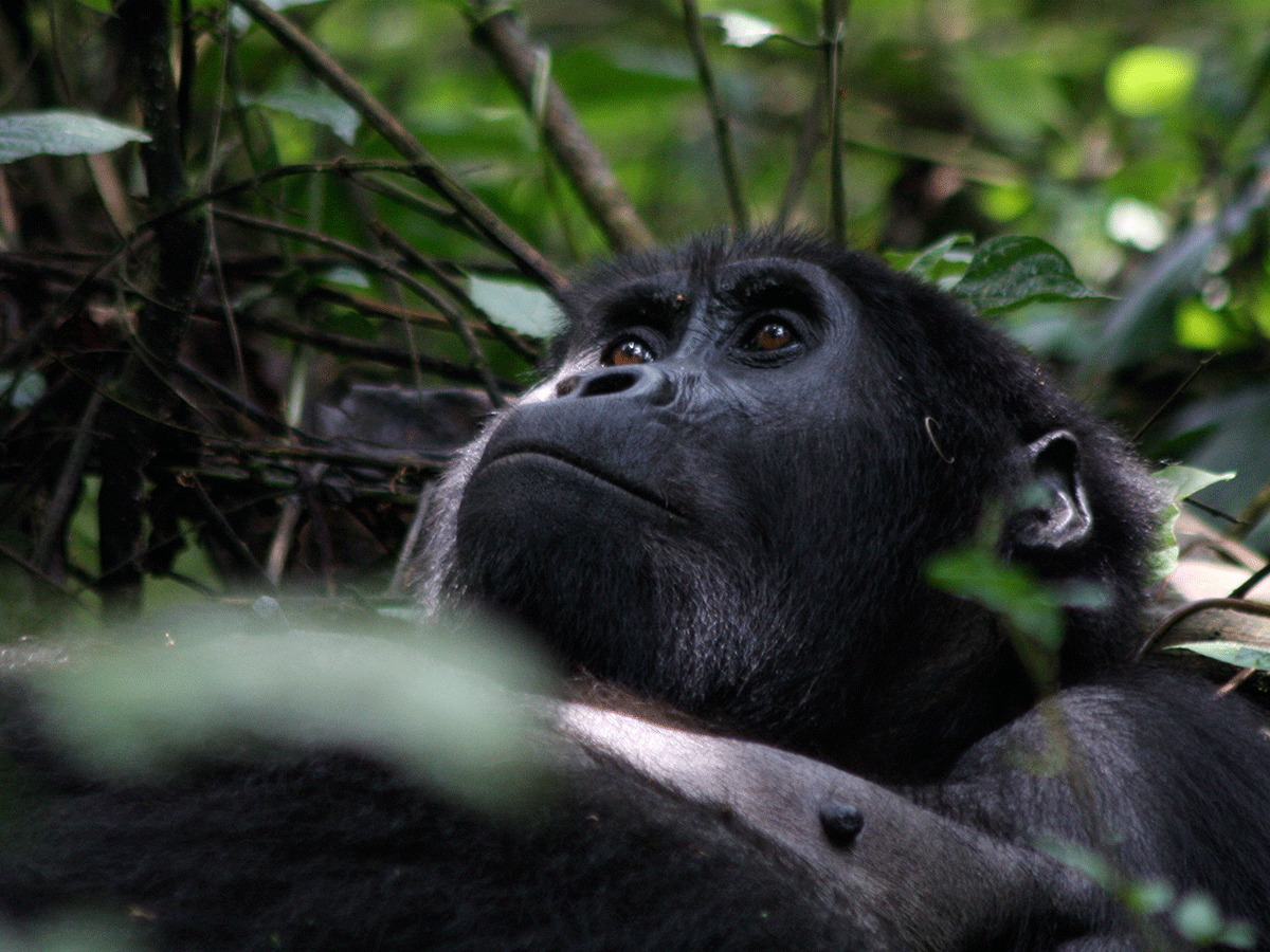 4 Days Double Trek Uganda Gorilla Fly in Safari