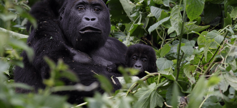 5 Days Lowland Gorilla Trekking via Rwanda