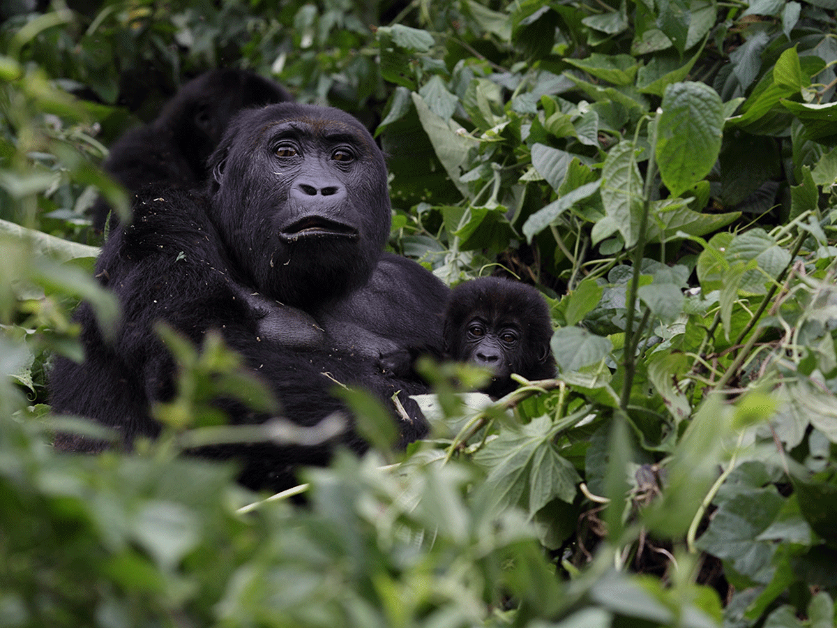 5 Days Lowland Gorilla Trekking via Rwanda